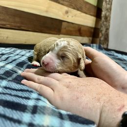 Aussiedoodle Puppies from Scruffypups