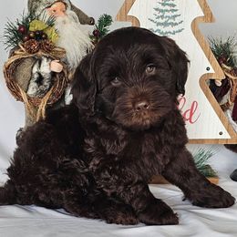 Hank - Chocolate male Australian Labradoodle puppy in Glenford, Ohio from Mi-De Doodles