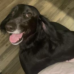 Maverick - Dachshund