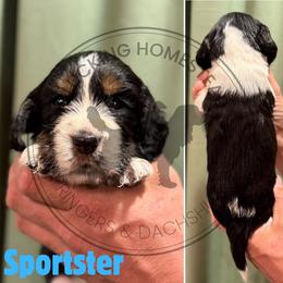 Sportster - Black white and tan male English Springer Spaniel puppy in Fond Du Lac, Wisconsin from Clucking Homestead Springers & Dachshunds