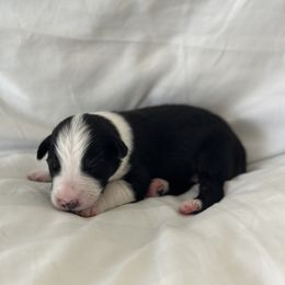 Australian Shepherd Puppies from William Vey