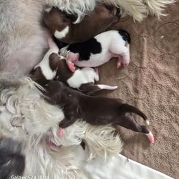 Girl 2 - Chocolate female Havanese puppy in Melba, Idaho from Lawson Havanese