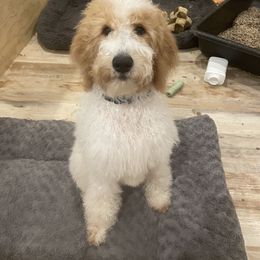 Goldendoodle Puppies from PDX PartiDoodles