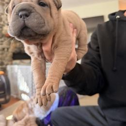 Chinese Shar-Pei Puppies from Morgan's Chinese Shar-Pei