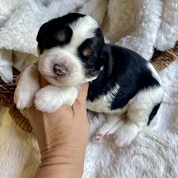 Coco - Tri-color female Bernedoodle puppy in Superior, Arizona from Mountain Bridge Doodles