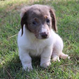 Luke - Fawn (Isabella) male Dachshund puppy in Paris, Texas from Kuttin’ Up Mini Aussies
