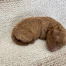 Boy 4 - Red male Bernedoodle puppy in Gilbert, Arizona from positivelypuppies