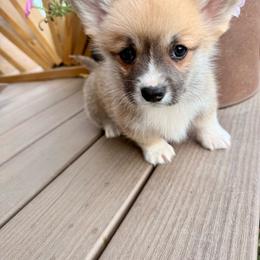 Toast - Red male Pembroke Welsh Corgi puppy in Hand County, South Dakota from Hills End Corgis
