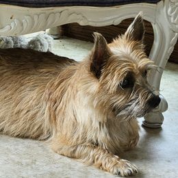 Beagles and Cairn Terriers from Loves Kennel