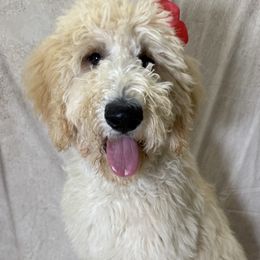 Piper - Cream Goldendoodle puppy in Saint Louis, Missouri from Jax Doodles