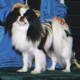 Japanese Chins from Cherie Boice
