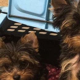 Yorkshire Terriers from Lakenheath Yorkies