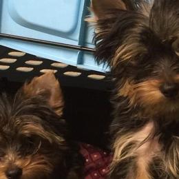 Yorkshire Terriers from Lakenheath Yorkies