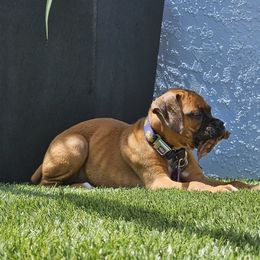 Boxer Puppies from Smith's Boxers