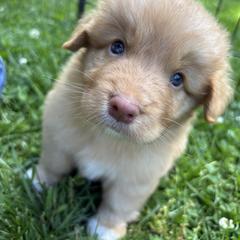 Boerboel and Nova Scotia Duck Tolling Retriever Puppies from Voyageur Kennels