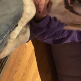 Kira - French Bulldog