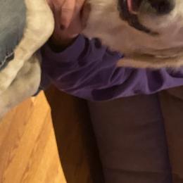 Kira - French Bulldog