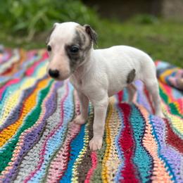 Rose - White and fawn brindle female Whippet puppy in Oneida, Tennessee from Saving Grace
