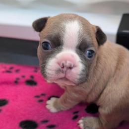 Blue Fawn boy 4 - Blue male Boston Terrier puppy in Oak Hills, California from All American Boston Terriers
