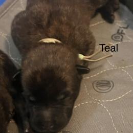 Teal - Black brindle male Dutch Shepherd puppy in Raceland, Louisiana from Fontana Farm
