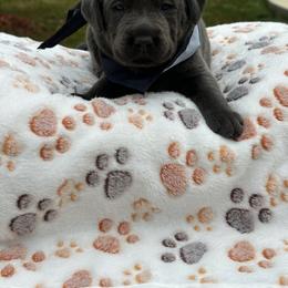Black collar - Charcoal male Dilute Retriever puppy in Douglass, Kansas from JP Kennels, LLC