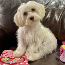 Stella - Havanese