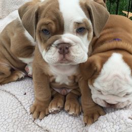 Bulldog Puppies from Bestie Bullies 4U Bulldogs