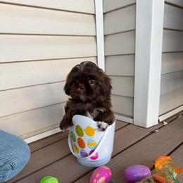Remi - Chocolate and tan female Shih Tzu puppy in Delta, Colorado from Wachowicz Shihtzu
