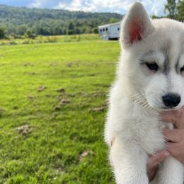 Solaris - Siberian Husky puppy in Westfield, Vermont from Snowdancer Kennels, Reg