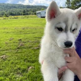 Solaris - Siberian Husky puppy in Westfield, Vermont from Snowdancer Kennels, Reg