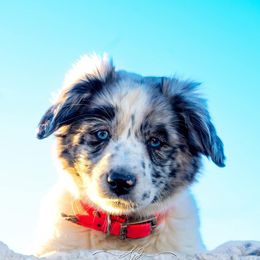 Australian Cattle Dogs and Miniature Australian Shepherds from Pointless Acres