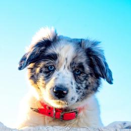Australian Cattle Dogs and Miniature Australian Shepherds from Pointless Acres