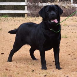 Labrador Retrievers from Lochbuie Labradors