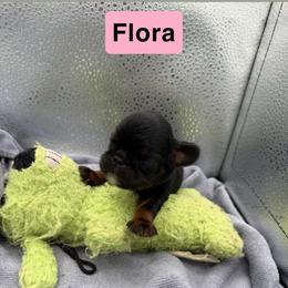 Enchanting Charlies Gift of Beauty - Black and tan female English Toy Spaniel puppy in Pennsylvania from Enchanting Charlies