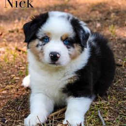 Nick - Australian Shepherd puppy in Coldwater, Michigan from Northern Star Australian Shepherds