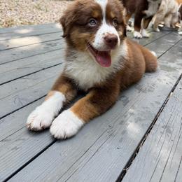 Zara - Red tri-color female Australian Shepherd puppy in Richmond, Texas from Big Zen Aussies