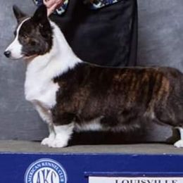 Cardigan Welsh Corgi and German Wirehaired Pointer All Grown Up from Marianette Cardigans and GWPs