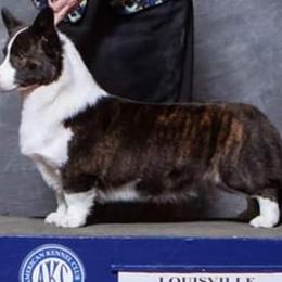 Cardigan Welsh Corgi and German Wirehaired Pointer All Grown Up from Marianette Cardigans and GWPs