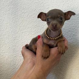 Tiny size-Tiffany - Chocolate blue female Chihuahua puppy in Burleson, Texas from Tiny Diiamond Chihuahua