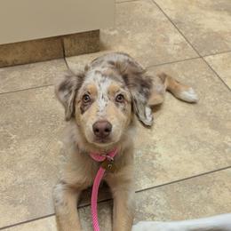 Calida - Australian Shepherd