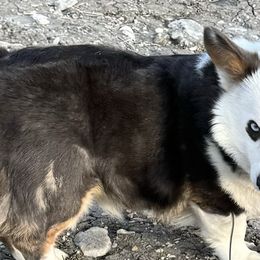 American Corgis and Pembroke Welsh Corgis from Flying Note Shorties