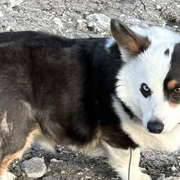 American Corgis and Pembroke Welsh Corgis from Flying Note Shorties