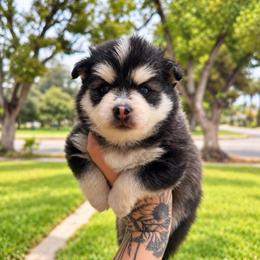 Coal - Black and white male Pomsky puppy in La Verne, California from Red Cedar Pomskies