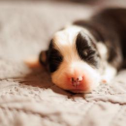 Boy 2 - Black and tan male Pembroke Welsh Corgi puppy in La Grange, Wyoming from Merrygold Corgis