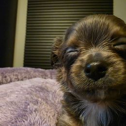 Moonlight - Blue and tan Chihuahua puppy in Royal Center, Indiana from Marvelous Chihuahuas