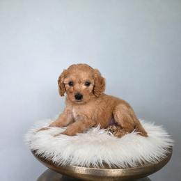 Cedar - Red  male Goldendoodle puppy in Floyd, Virginia from Hearts and Paws Poodles and Doodles