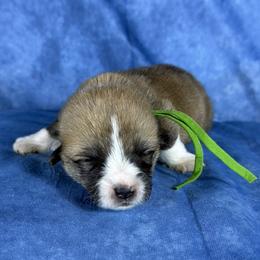 Green Collar Male - Sable male Pembroke Welsh Corgi puppy in Victoria, Texas from Clear Creek Corgis