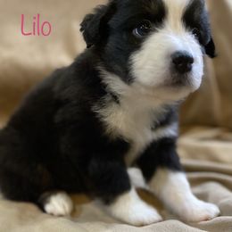 Miniature Australian Shepherd Puppies from 4J Aussies