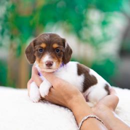 Indy - Piebald female Dachshund puppy in Fort Myers, Florida from Blossom Paws