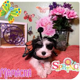 Miniature Schnauzer Puppies from Amaya Lara Schnauzers